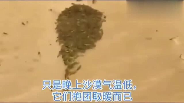 恐怖的沙漠蝗虫生命力极其顽强,看过后颠覆我的认知