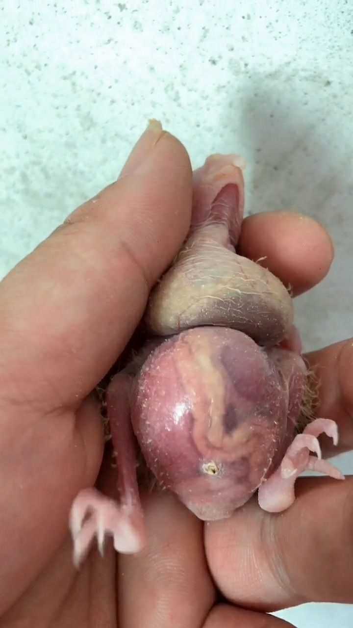 刚出生的小鹦鹉,肚子非常恐怖,还没有发育好