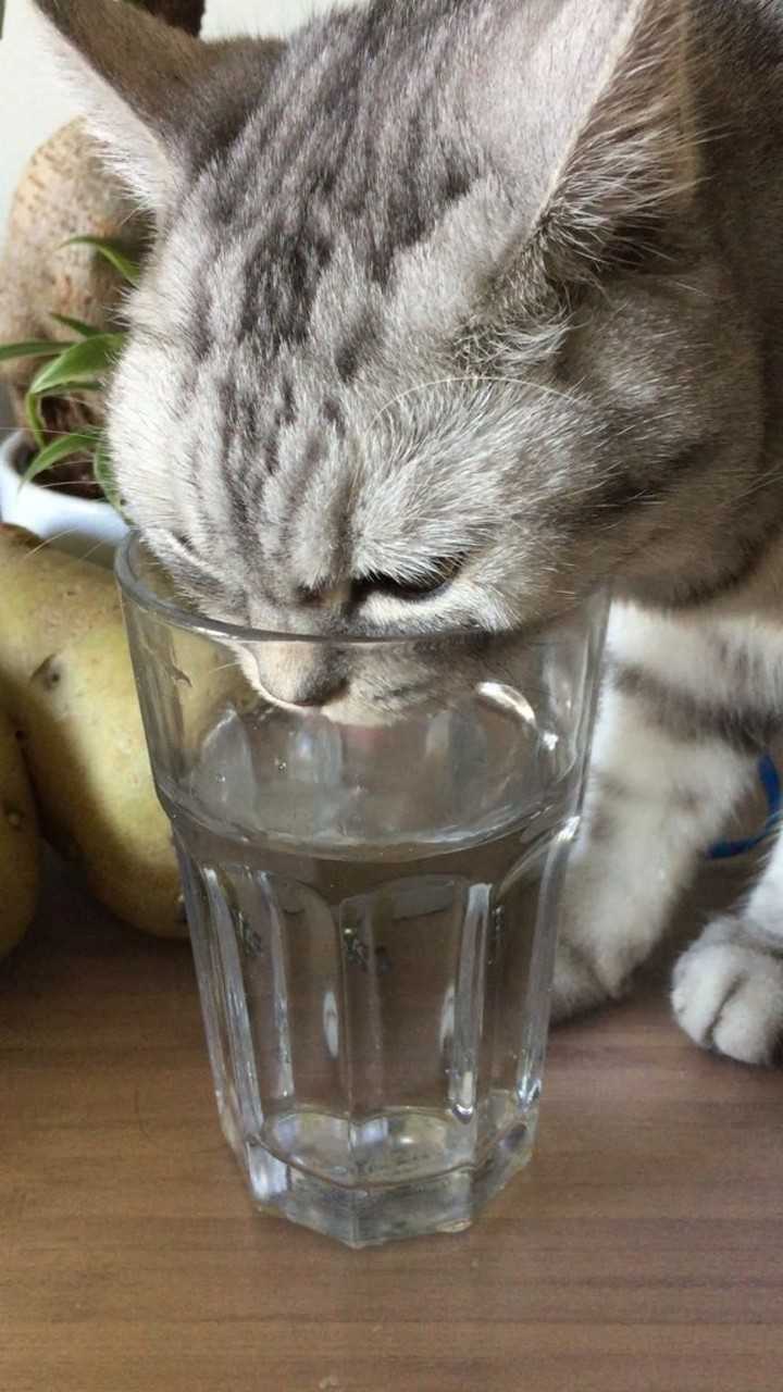 猫咪喝水