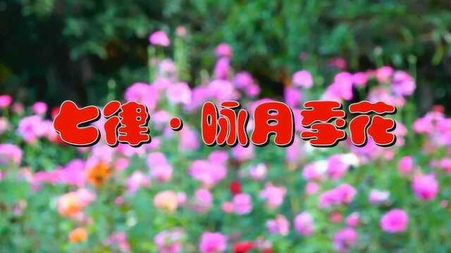 七律ⷮŠ咏月季花(诗音画)