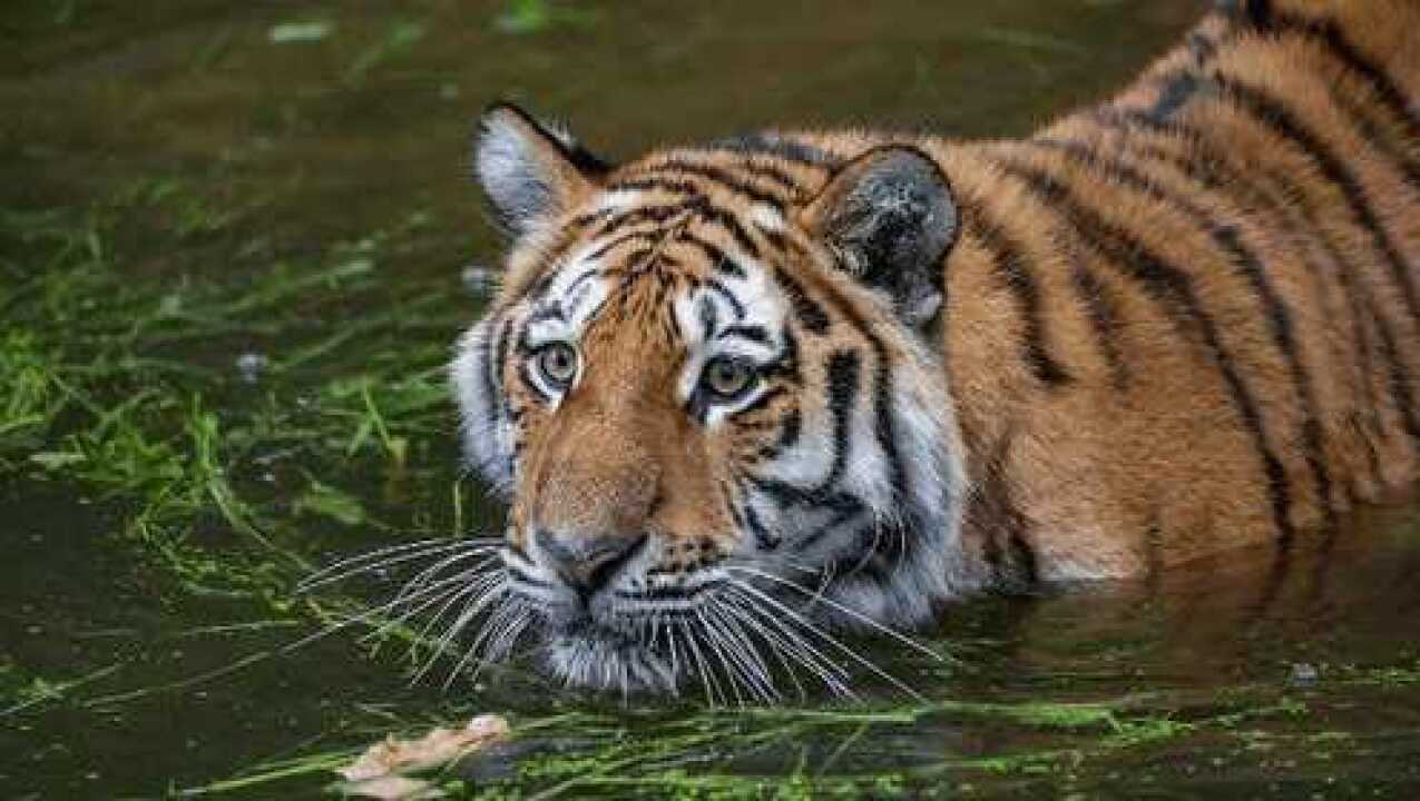 花斑蛟真实图片