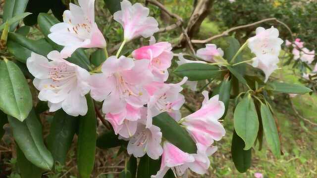 云锦杜鹃观赏,花色艳丽,娇媚动人