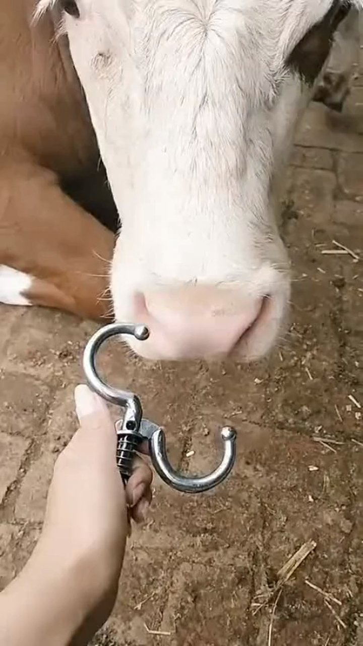 牛鼻子上面套个环直接连着里面的肉拉着走就听话多了