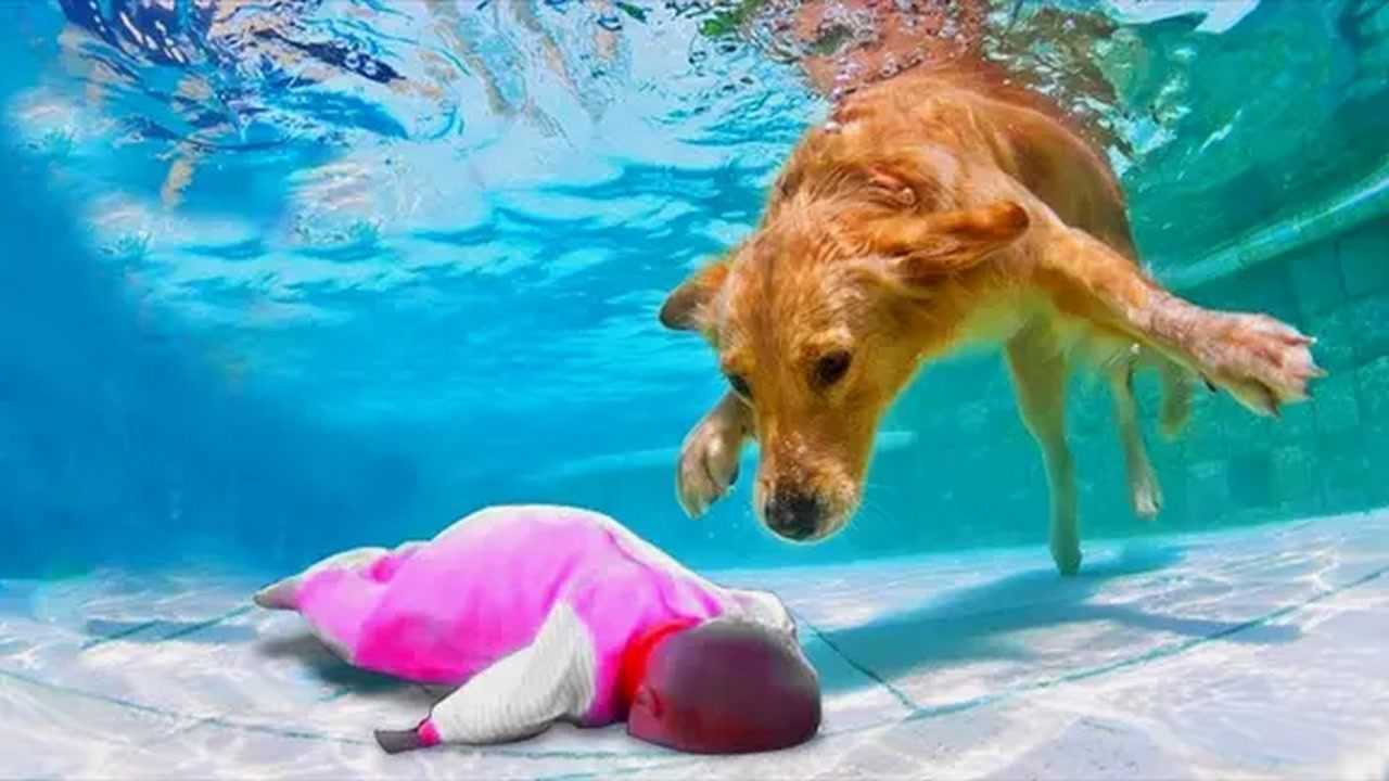 女孩溺水,危险时刻狗狗将其救起,镜头记录感人全程!