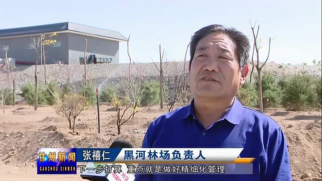 黑河滩防护林绿化工程逐渐变成市民休闲的“后花园”