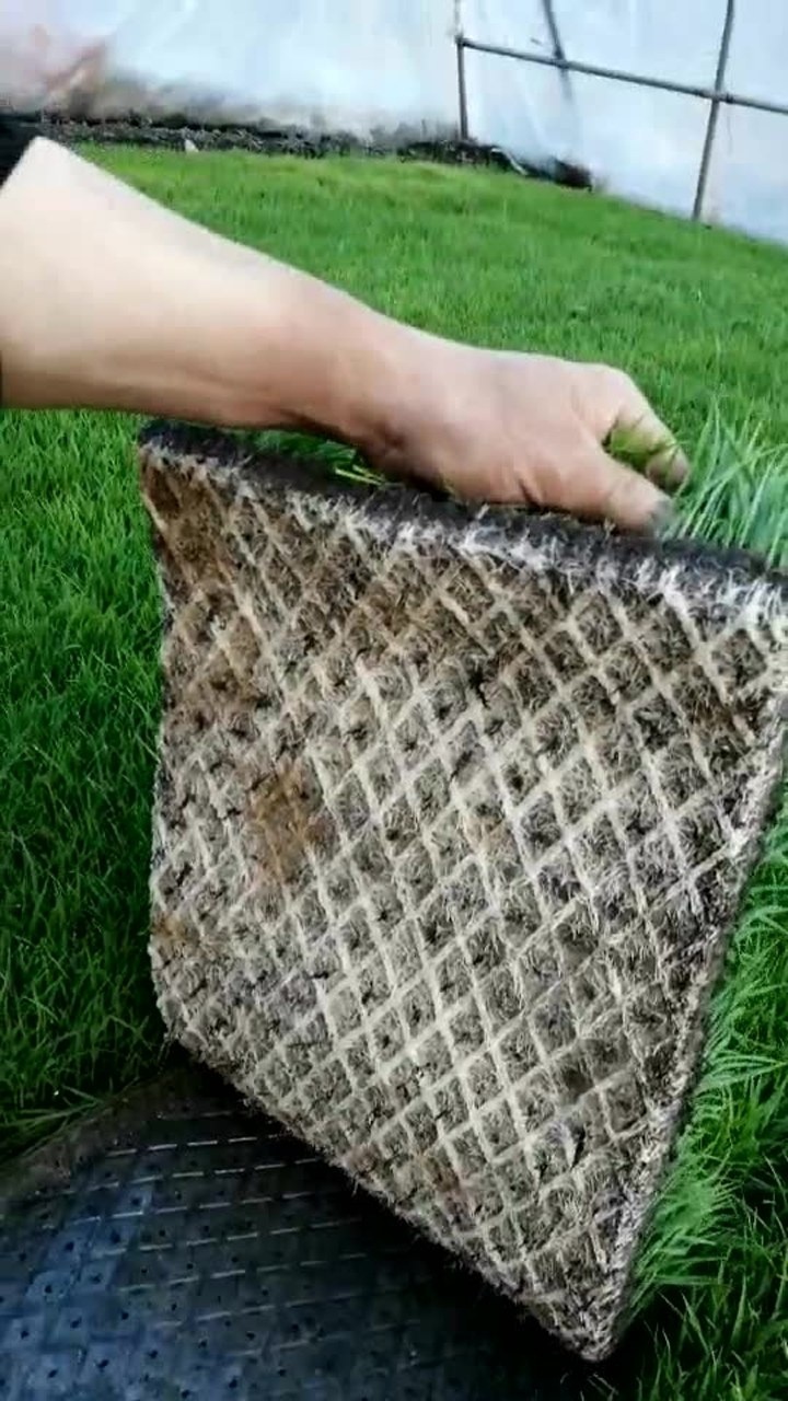 飞凡壮秧剂回访实录