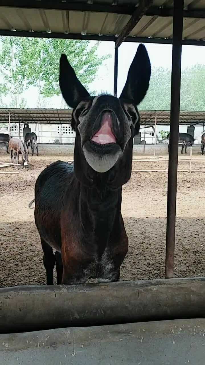 近距离看毛驴的嘴,这嘴形真的很奇特!很有趣!