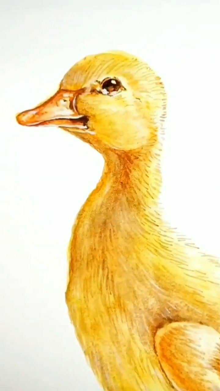水彩画课堂:小鸭子的画法