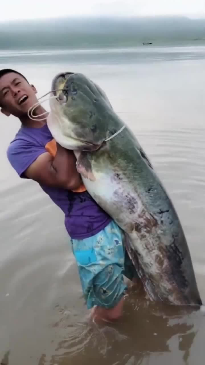 这样的怀头鲇鱼王,你见过吗,70多斤比一个人的体重还要重