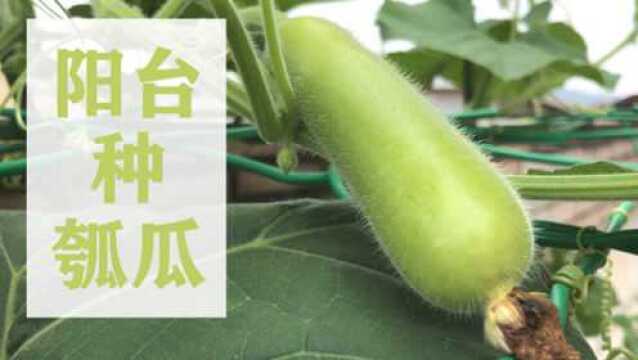 在阳台种瓠瓜,只需3步,结瓜多,个头也长得大