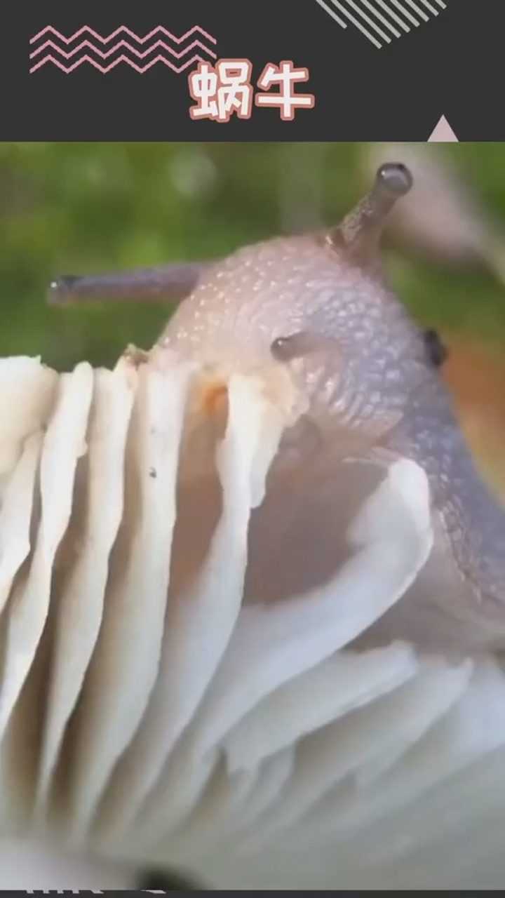 蜗牛的牙齿在哪里图片图片