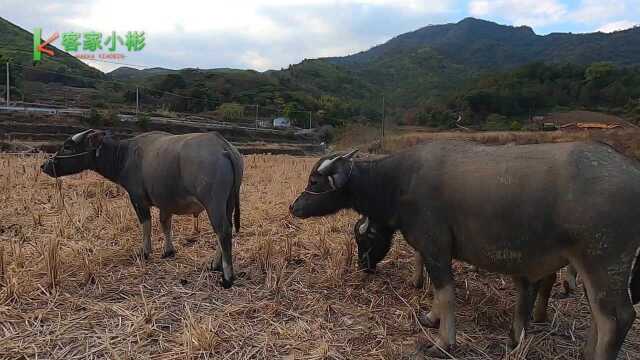 农村小伙回农村,意外拍到牛“打架”,这是在干什么