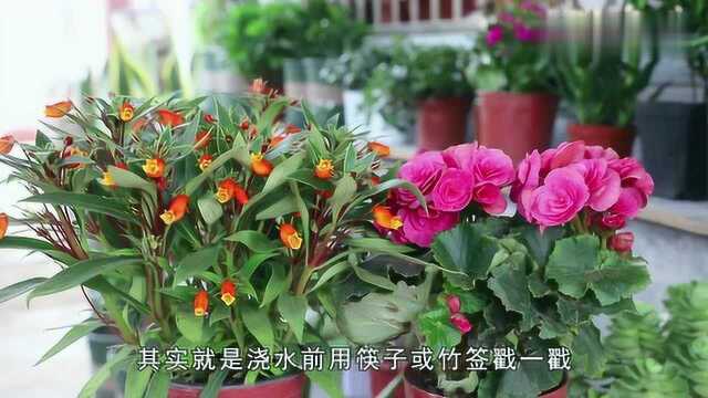 浇水前“戳一戳”,再用这种水,花儿长得飞快