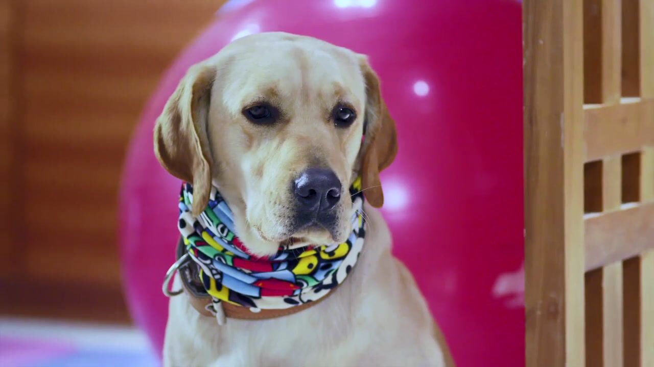 神犬小七:贾长安带神犬带回家,神犬闹绝食,贾长安受手无策