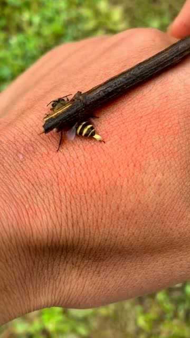 大蜂王的毒刺,竟然是这么取下来,这刺真不一般!