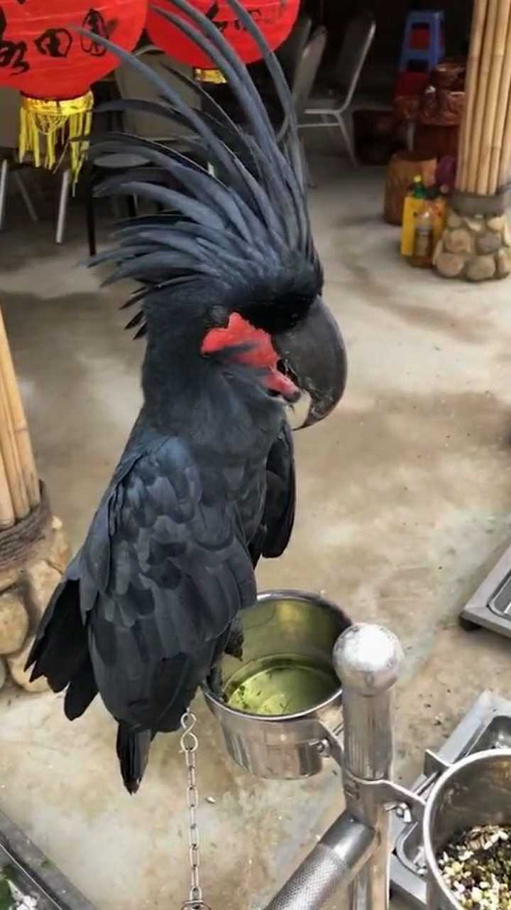 威风凛凛的黑葵鹦鹉,给人的感觉,就是生人勿近_腾讯视频