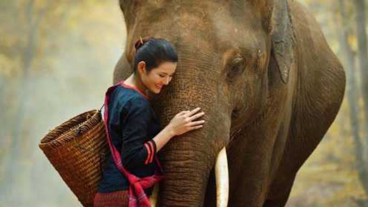 在泰国人与动物和谐相处但大象却接连死去这是怎么回事
