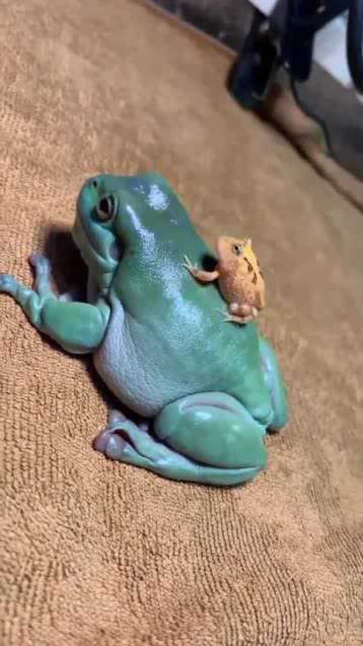 第一次见到这个颜色的青蛙它后背上的这个求生欲太强了