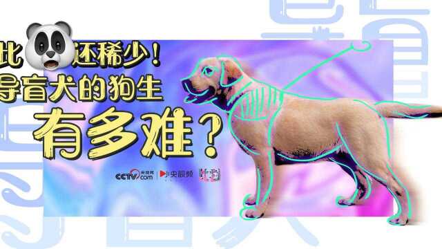 比大熊猫还稀少!导盲犬的狗生有多难?