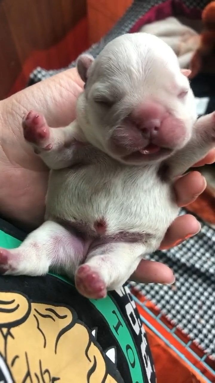 刚出生的小狗照片图片