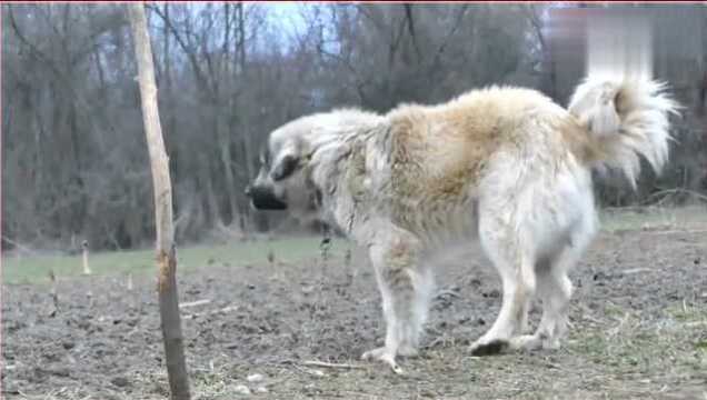 国宝级牧羊犬—高加索牧羊犬,身材巨大无比,藏獒不是它的对手