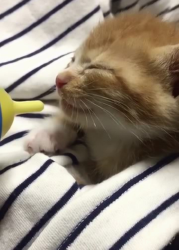 小奶猫吃奶,吃着吃着就睡着了,太可爱了!