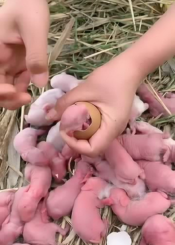 我今天才知道,兔子是生蛋的.