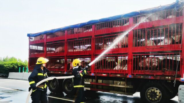 河南襄城:高速路上“二师兄”缺水险中暑 消防“淋浴”降温解燃眉之急