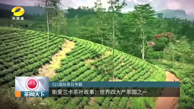 斯里兰卡茶叶故事:世界四大产茶国之一茶闻天下