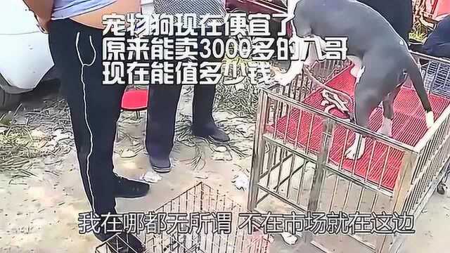 宠物狗现在便宜了,原来能卖3000多的八哥,现在能值多少钱