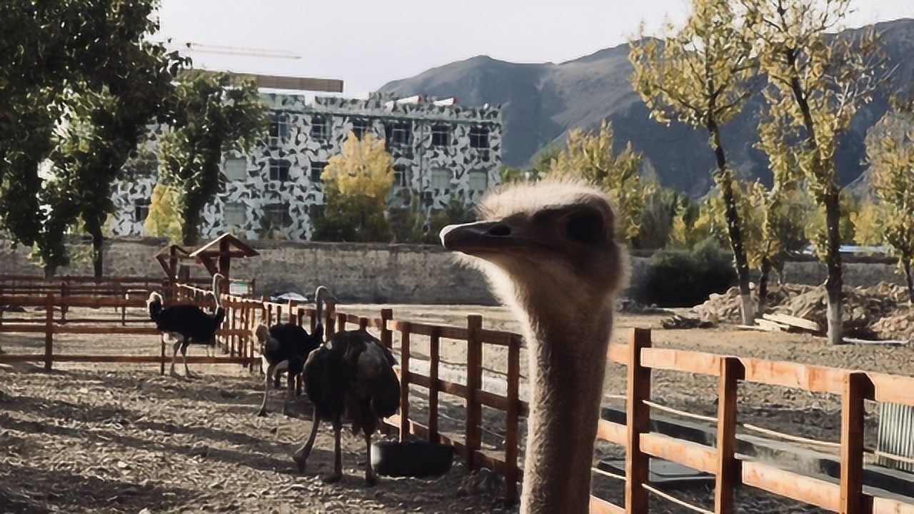 拉萨的小众打卡地,藏王的后花园——罗布林卡,竟然还有动物园