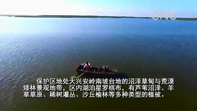 “云游”30秒——吉林向海国家级自然保护区