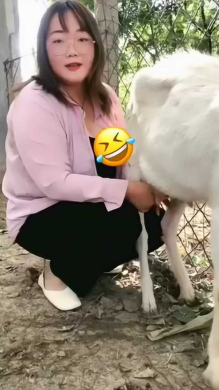 农村美女挤羊奶这个手法太熟练看到她的身材我明白了