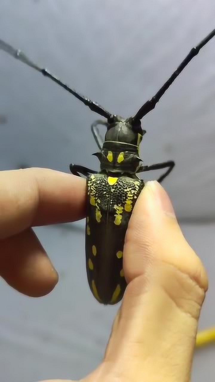 云南特有大天牛,这独特的叫声,太撩人了!