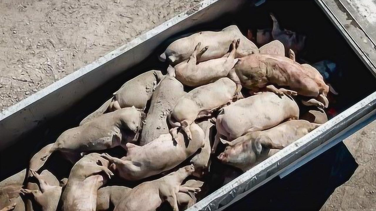 惨叫声不断美近万头猪被60度高温活活蒸死过程异常痛苦