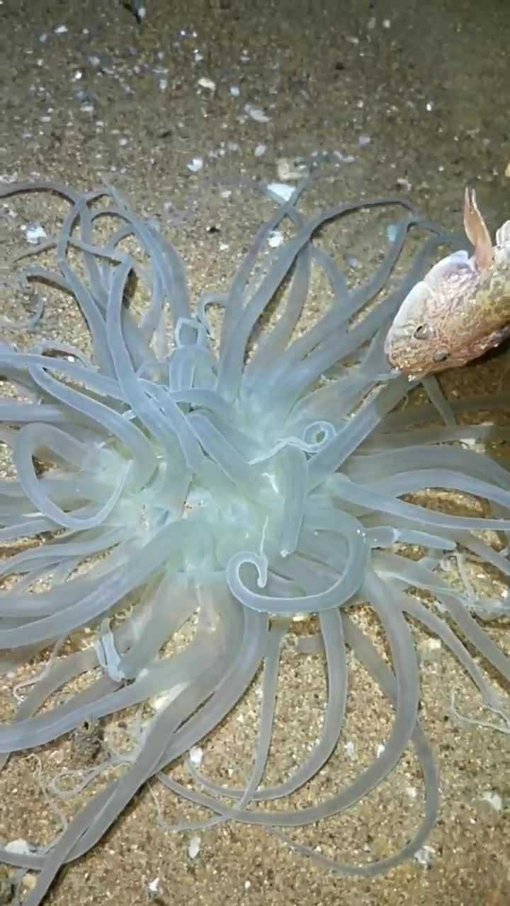 海葵最喜欢吃这种小鱼,今天又捡到了不少海葵