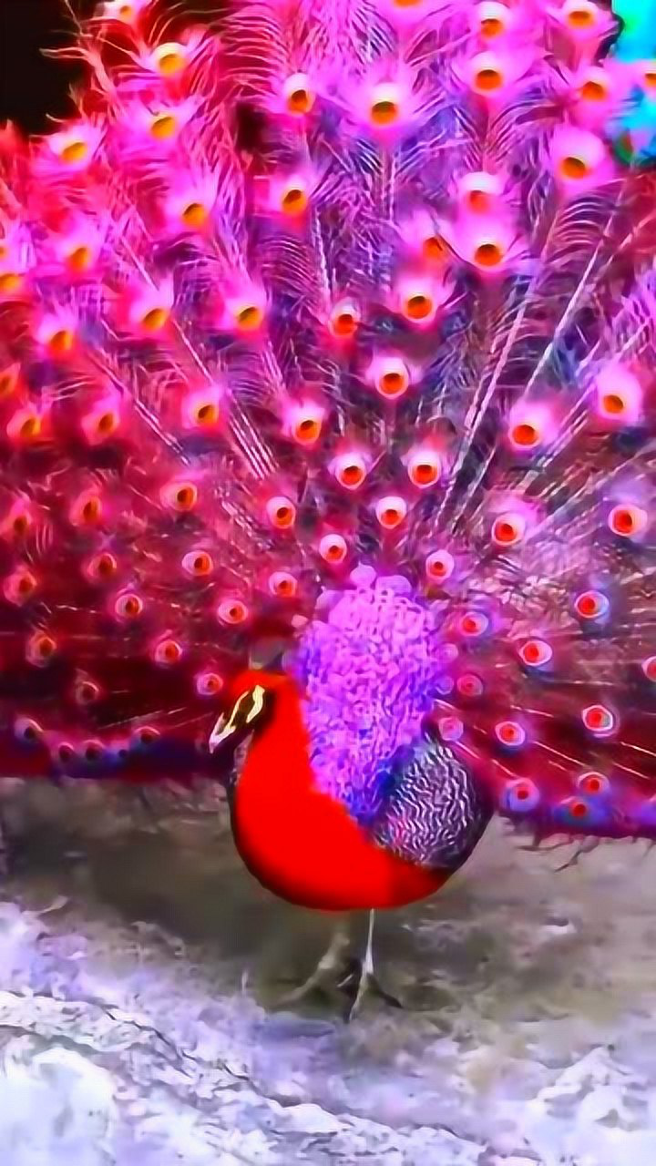 大家见过这么好看的孔雀开屏吗