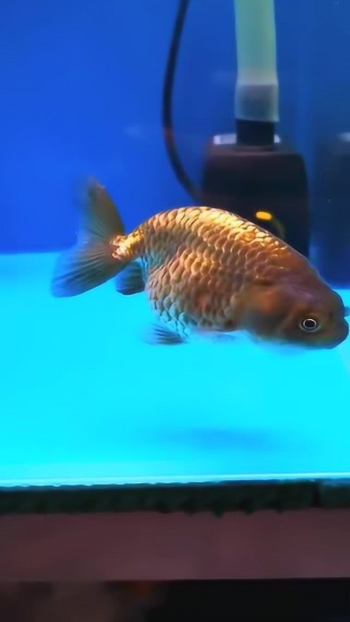 分享一条鱼友养的金鱼,这色够正吧太漂亮了!