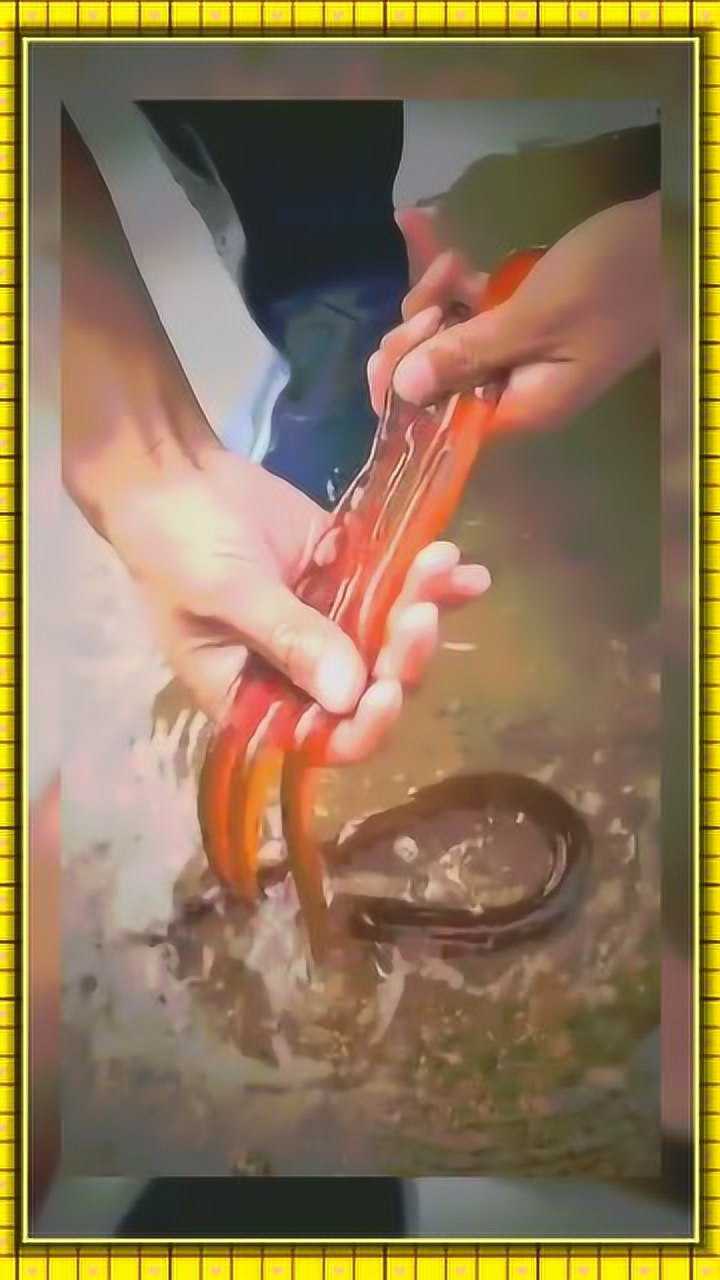 海蜇下面的触须是有毒的老爸已经百毒不侵了实力很强悍