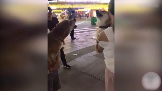 搞笑合集:两个柴犬之间的较量!