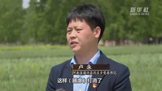 河南通许:带贫模式为民增收