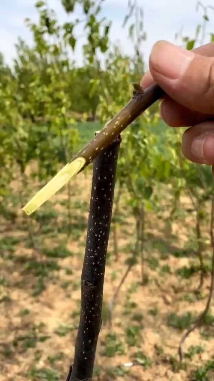 梨树嫁接技术分享教程
