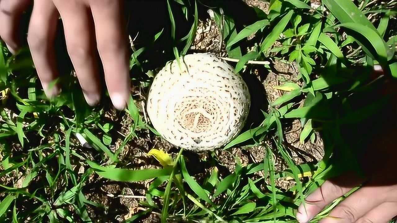 农民家门口长出又大又肥的蘑菇.有人认得吗?这种蘑菇能吃吗?