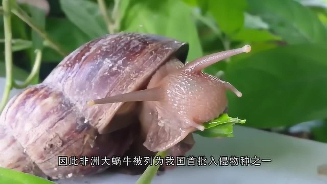 非洲大蜗牛究竟有多可怕?蜥蜴直接被秒杀,镜头记录全过程