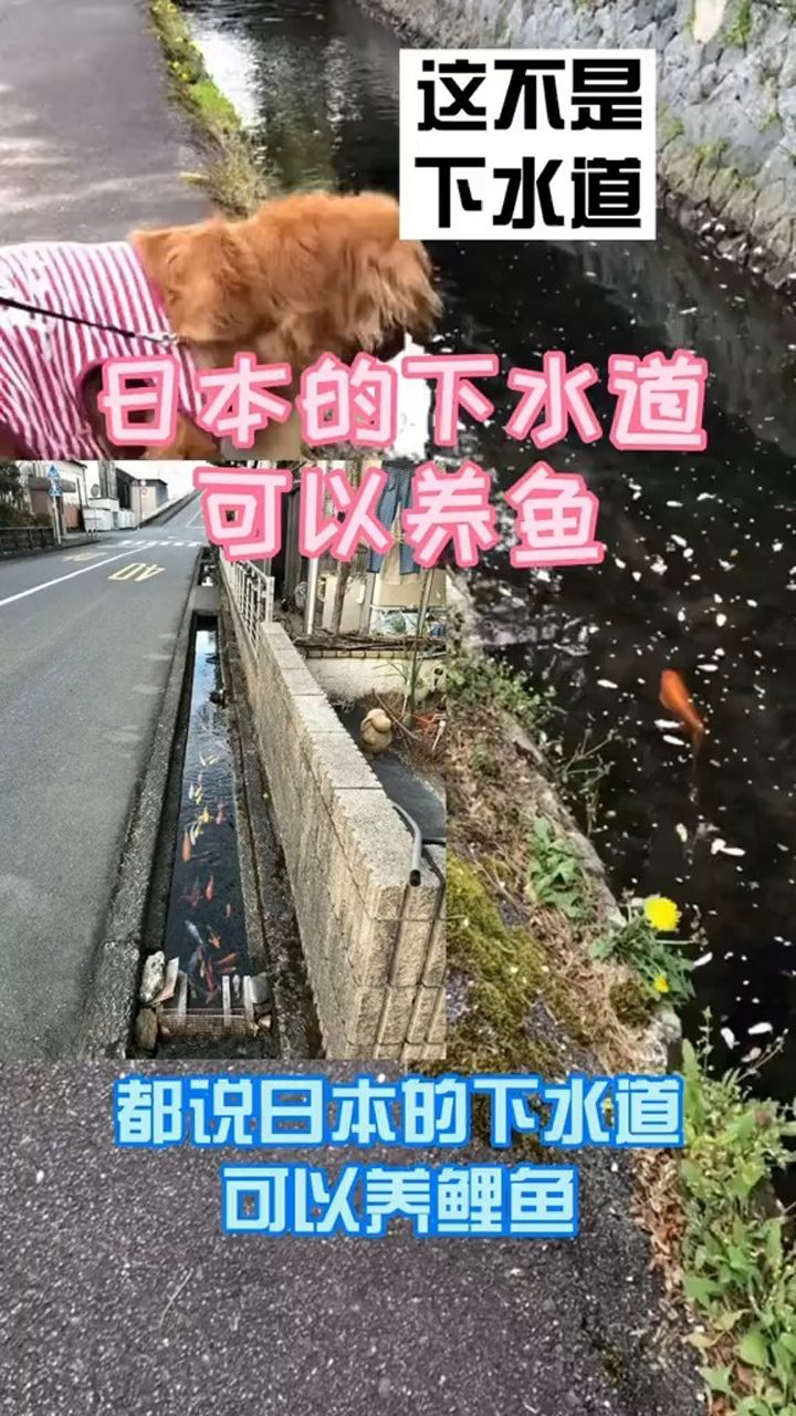 日本的下水道可以养鲤鱼真的假的