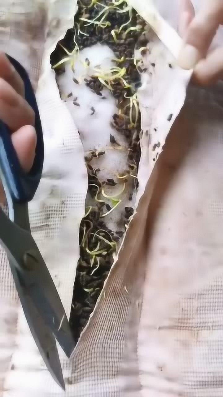 睡了5年的决明子枕头发芽了这下赚大了出芽率高达百分之七十
