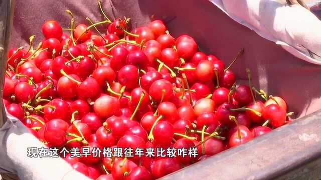 0608 都说樱桃价格低,其实这背后并不那么简单