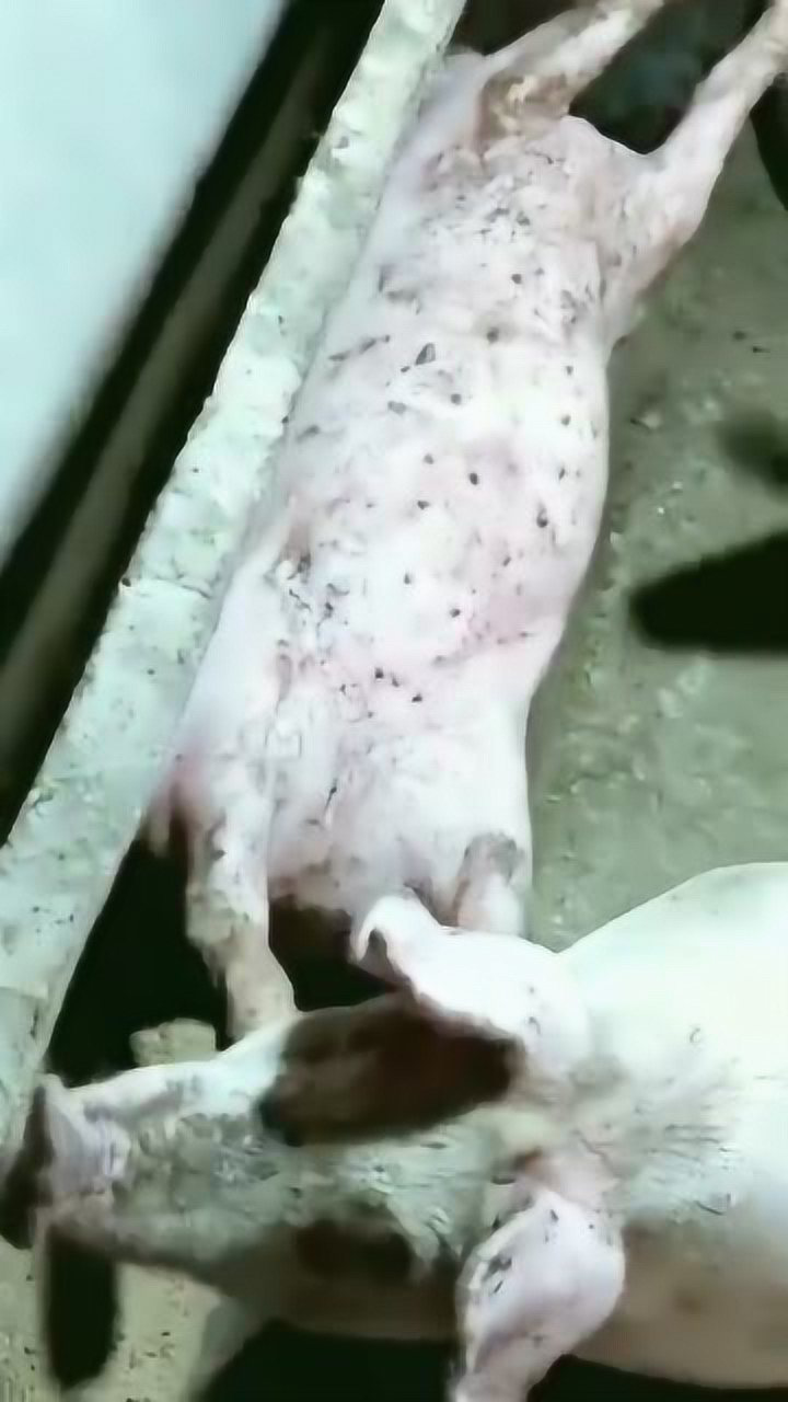 猪四脚朝天的躺在食槽里还以为死了结果翻过来还活蹦乱跳