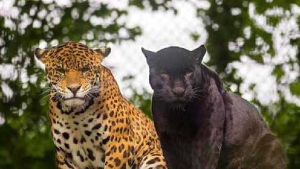 黑豹体型与美洲豹相似,那么二者对比的话,谁更厉害呢?