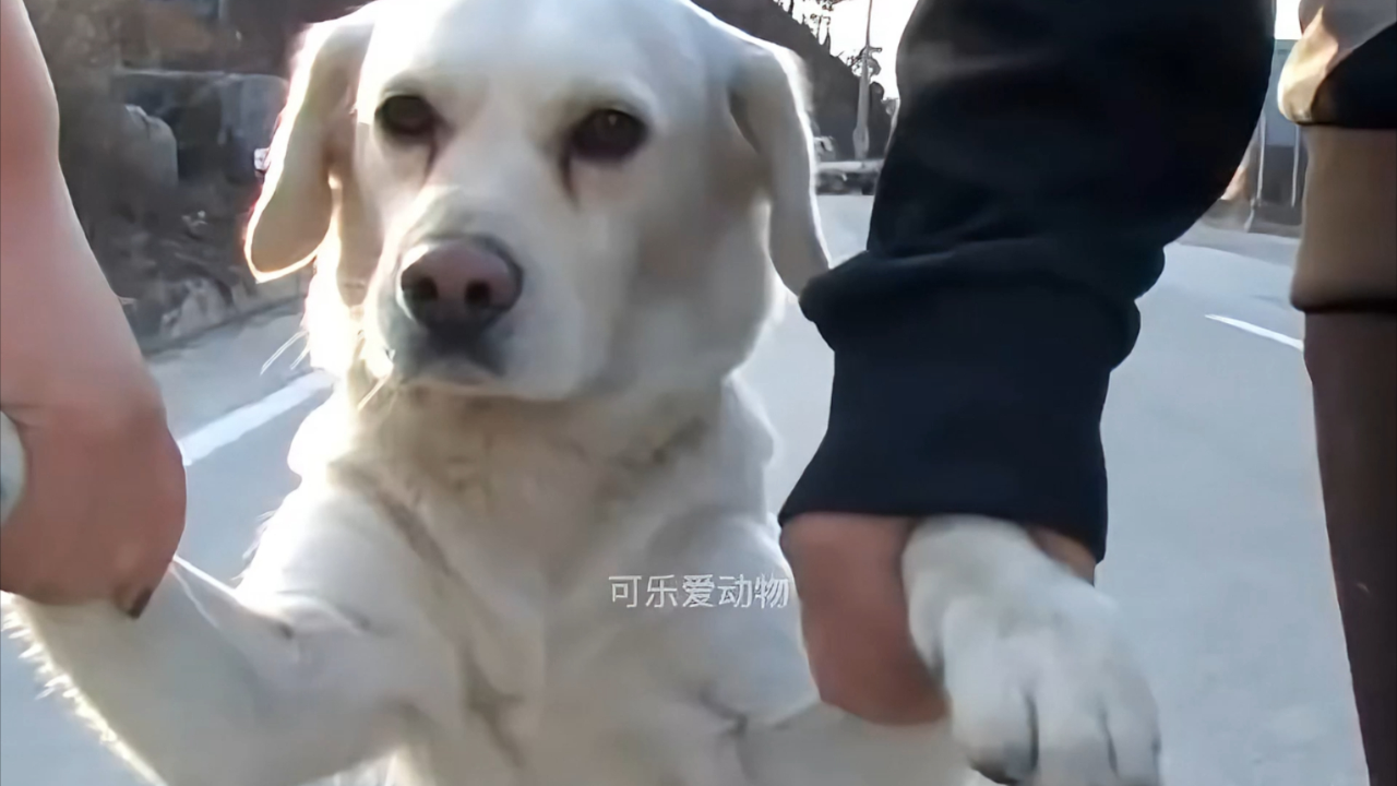 狗子天天出门作妖,次次被摄像头逮到,场面辣眼睛 | 纪录片_腾讯新闻